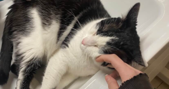 aeden pet sitter à LOOS 59120_7