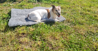 cécile pet sitter à MERY SUR OISE 95540_4