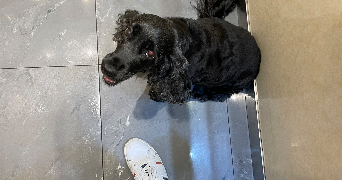 aline  pet sitter à Boulogne 92100_8