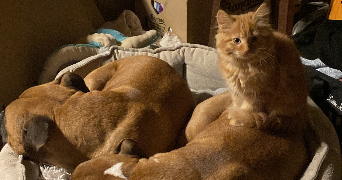 eloïse pet sitter à IZE 53160_1