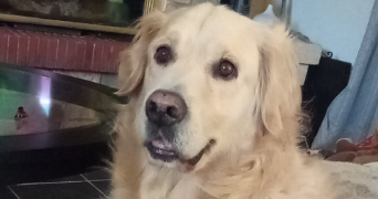 magali pet sitter à VAL DE VIRVEE 33240_1