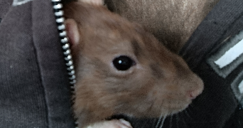 salomé pet sitter à ALFORTVILLE 94140_2