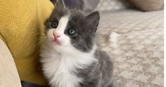 lina pet sitter à ST VALLIER 26240_0