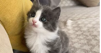 lina pet sitter à ST VALLIER 26240