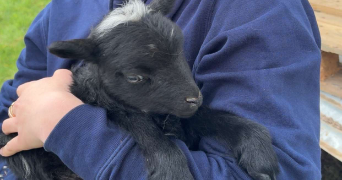 chloé pet sitter à ROUEN 76100_5