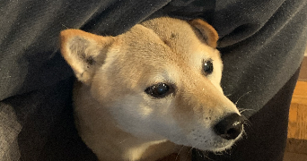 mélissandre pet sitter à LYON 03 69003_1