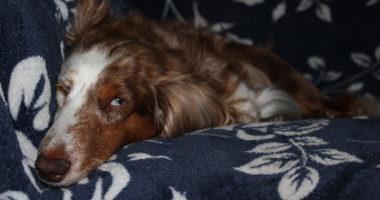 eijiro pet sitter à LYON 01 69001_1