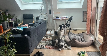 fanny pet sitter à VILLARD BONNOT 38190_3