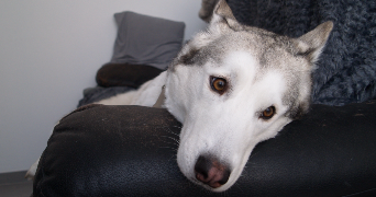 lea pet sitter à HENIN BEAUMONT 62110_1