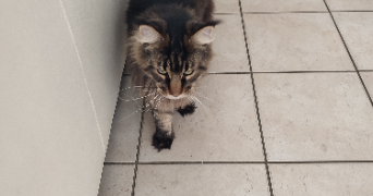marion pet sitter à CHANTELOUP EN BRIE 77600_2