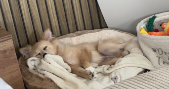 julie pet sitter à MARLY 59770_4