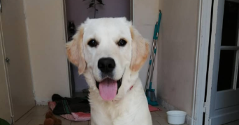 cathy pet sitter à Valence d'agen 82400_5