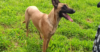 anaïs pet sitter à LIVRY GARGAN 93190_2