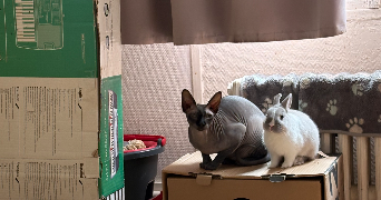 kacy pet sitter à LE MEE SUR SEINE 77350_1