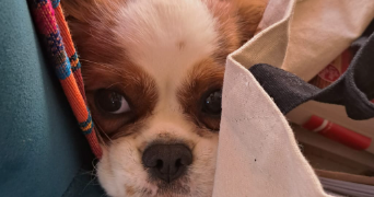 camille pet sitter à lyon 69008_16
