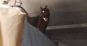 chiara pet sitter à Besançon 25000