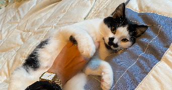 eloïse cat sitter à FRANCONVILLE 95130_1