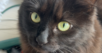 anne-laure pet sitter à VENISSIEUX 69200_2