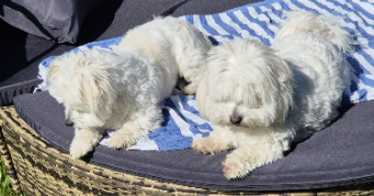 ingrid dog sitter à DIEBLING 57980_5