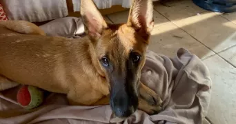 eva pet sitter à PUSIGNAN 69330