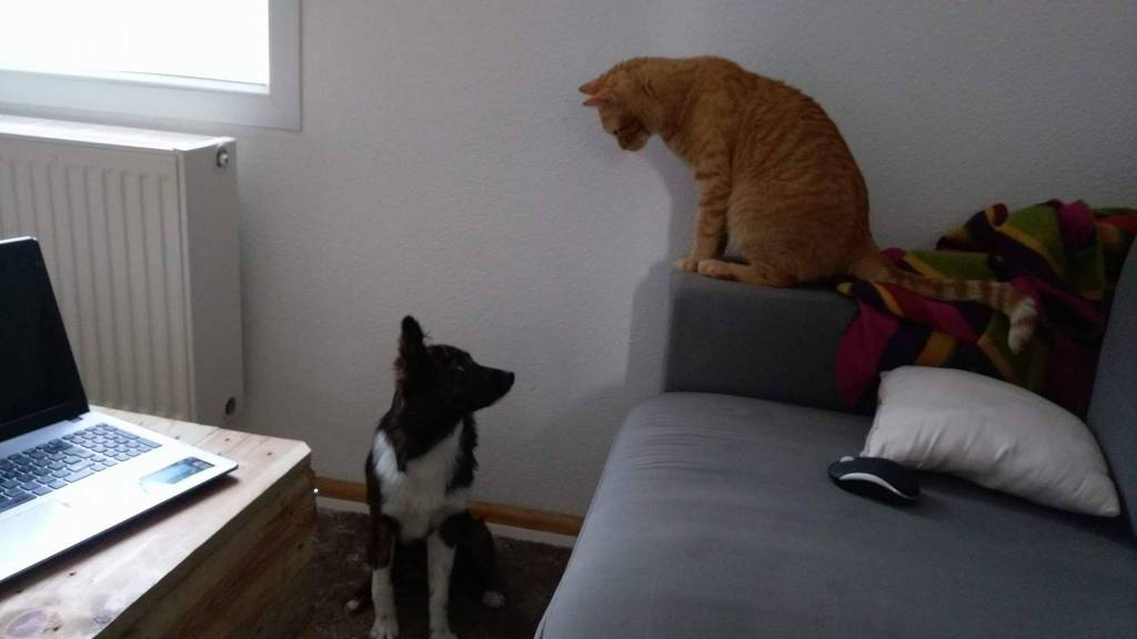 manoline pet sitter à ROPPENTZWILLER 68480_3