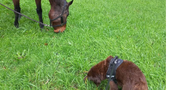 yoann pet sitter à NOTRE DAME DES LANDES 44130_3