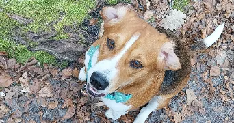 kelly pet sitter à VERBERIE 60410