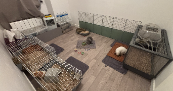 manon pet sitter à NOUATRE 37800_8