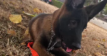 eloy pet sitter à TROSLY BREUIL 60350