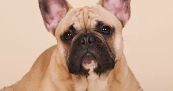 lilie pet sitter à SERIFONTAINE 60590