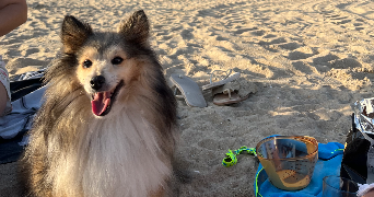 léa pet sitter à GUERANDE 44350_1