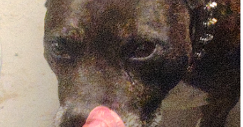 sylvie pet sitter à Livry-Gargan 93190_3