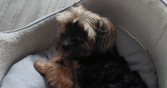 aurelie pet sitter à TORCY 77200_1