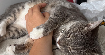 jenny pet sitter à TOURCOING 59200_1
