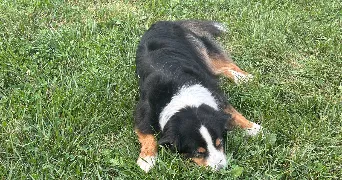 marine pet sitter à CAEN 14000