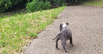 fleur pet sitter à LYON 01 69001_7