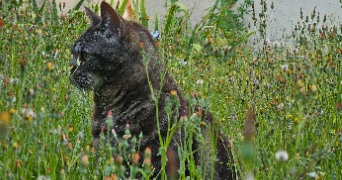 nathanaelle pet sitter à LES SABLES D OLONNE 85100_0