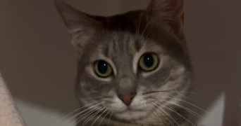 sabrina pet sitter à PARIS 20 75020_0