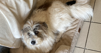 justine pet sitter à PAREMPUYRE 33290_1