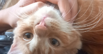 marissa pet sitter à LINGOLSHEIM 67380_2