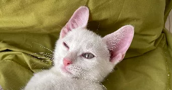 cilya pet sitter à PARIS 11 75011