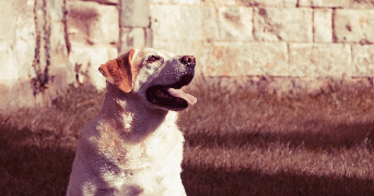 marjorie pet sitter à FROMELLES 59249_1