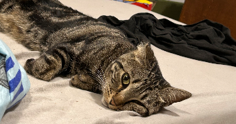 sabrina pet sitter à VERNON 27200_0