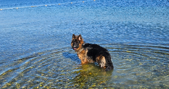 marine pet sitter à BERRE L ETANG 13130_1