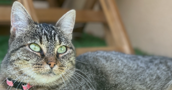 grétha cat sitter à MORDELLES 35310_4