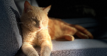 aurelia pet sitter à DUGNY 93440_4