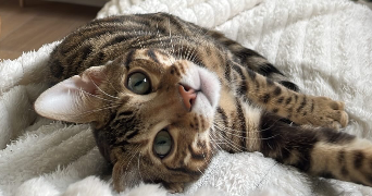 wendy  pet sitter à Ostricourt 59162_2