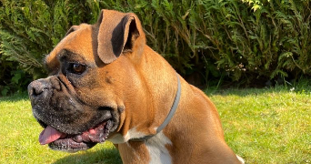 cloé pet sitter à ROMILLY SUR ANDELLE 27610_1