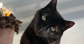 lou-ann pet sitter à TOULOUSE 31400_1