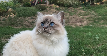 faustine pet sitter à LES CLAYES SOUS BOIS 78340_6